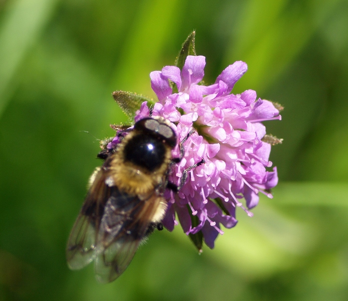 Syrphidae:Volucella bombylans
